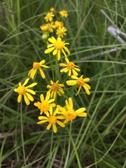 Packera schweinitziana