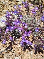 Penstemon purpusii