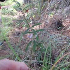 Desmodium sessilifolium
