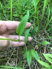 Packera schweinitziana