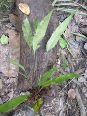 Asplenium variabile