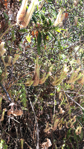 iNaturalist observation photo of branching phacelia