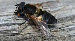 Helophilus lapponicus