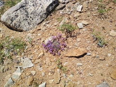 Penstemon purpusii