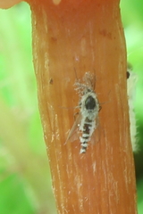 Entomophthoraceae