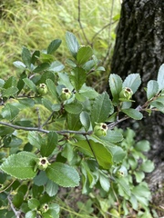 Crataegus uniflora