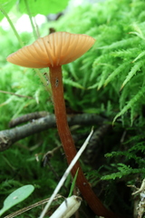 Laccaria laccata pallidifolia