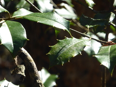 Ilex opaca