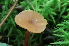 Laccaria laccata pallidifolia