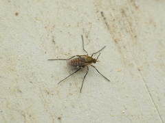 Asteromyia carbonifera