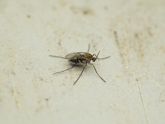 Asteromyia carbonifera