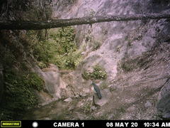 Aphelocoma wollweberi