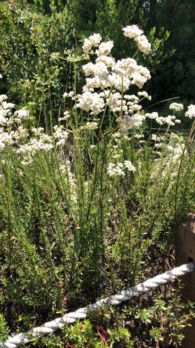 iNaturalist observation photo of California Buckwheat