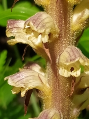 Orobanche pallidiflora