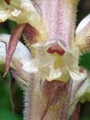 Orobanche pallidiflora