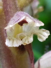 Orobanche pallidiflora