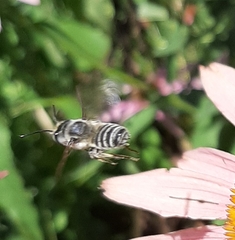 Megachile