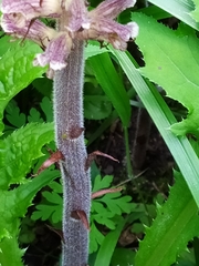 Orobanche pallidiflora