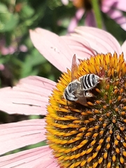 Megachile