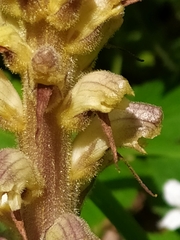 Orobanche pallidiflora