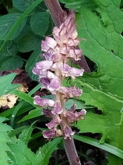 Orobanche pallidiflora