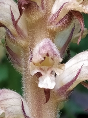 Orobanche pallidiflora