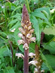 Orobanche pallidiflora