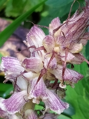 Orobanche pallidiflora