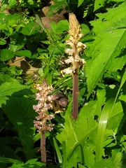 Orobanche pallidiflora