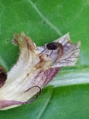 Orobanche pallidiflora