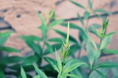 Veronicastrum