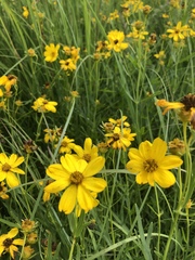 Coreopsis palmata