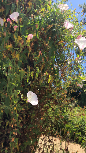 iNaturalist observation photo of coast morning glory