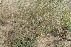 Malcolmia littorea