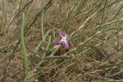 Malcolmia littorea