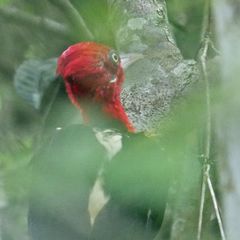 Campephilus robustus