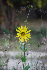 Silphium radula