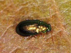 Crepidodera