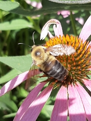 Bombus griseocollis