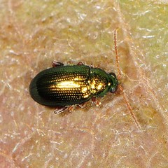 Crepidodera
