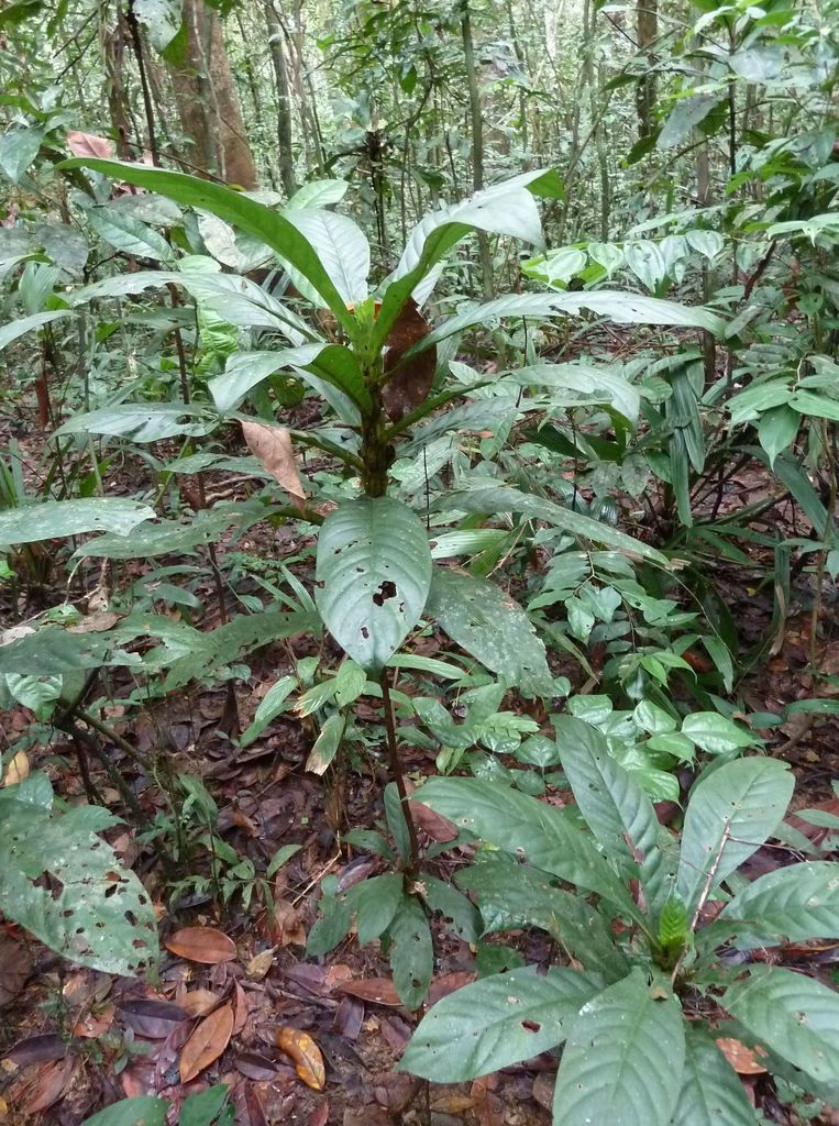 Bertiera fimbriata