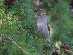 Passer montanus