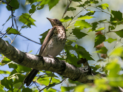 Turdus pilaris