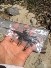 Sceloporus graciosus vandenburgianus