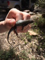 Sceloporus graciosus vandenburgianus