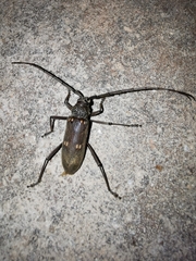 Susuacanga stigmatica