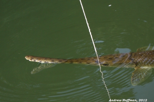 Longnose Gar