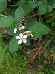 Rubus pascuus