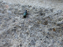 Harpalus