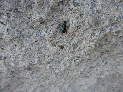 Harpalus